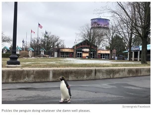 CreepynCuteShop's tweet photo. #ThatCaption!!! 🐧😂 https://t.co/Q0UPVKWHkC
