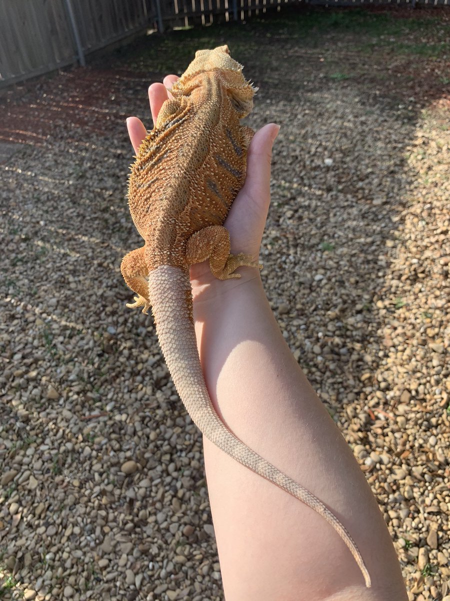 HerbieVentures's tweet photo. Cowboy says hello! He has gotten a lot bigger since everyone last saw him in March. #veterinaryassisting #animals #beardeddragon #GRCTC #vetmedapp https://t.co/P5OTEu7rKc