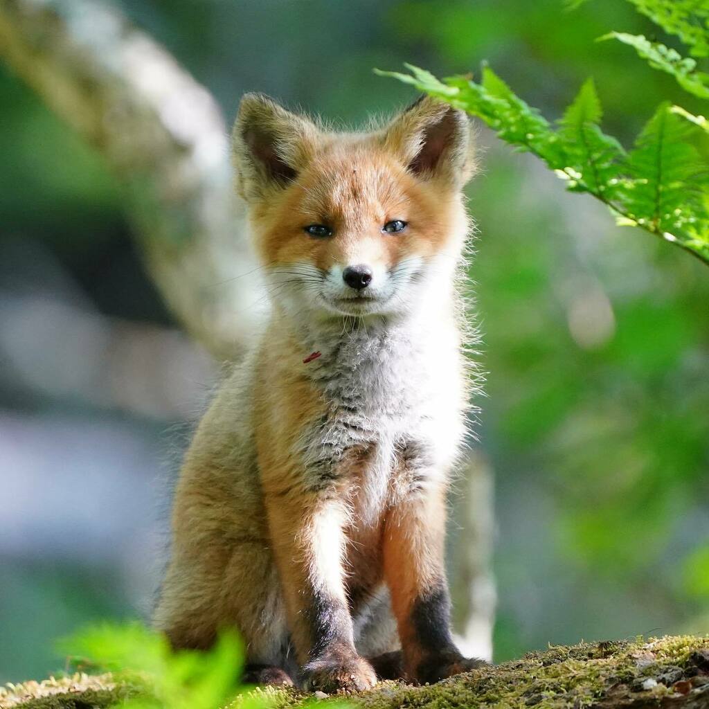 WTF144's tweet photo. #fox #foxcubs #foxes #foxkits #foxlove #foxlover #foxlovers #foxesofinstagram #foxpups #foxy #foxybrown #furry #redfox #truefoxy #thefoxes #instafox #foxheaven
#ใญใฟใญใใ #ๅๆตท้ #ๅๆตท้3ๅคงใใใใๅ็ฉ https://t.co/KgOAK82oHb https://t.co/3rEwuM651t