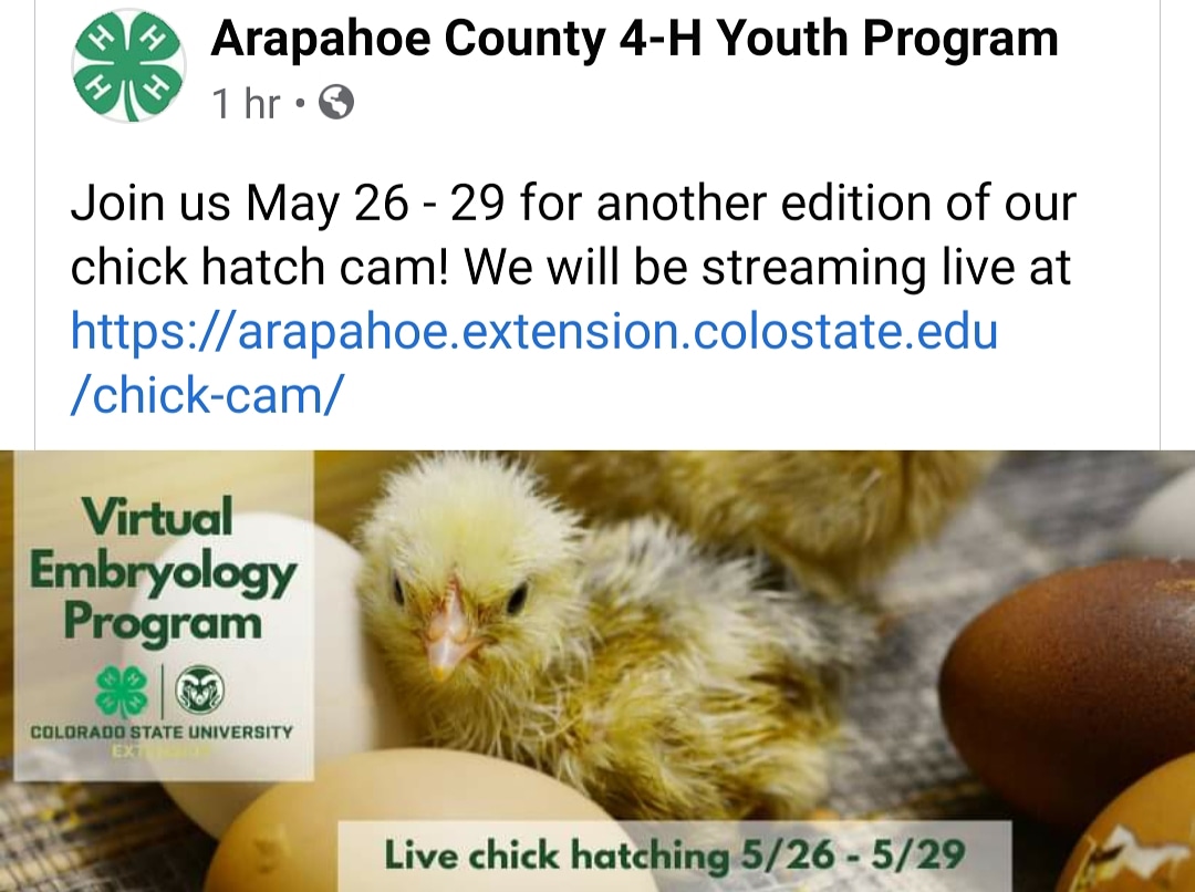 Colorado 4-H (@colorado4h) on Twitter photo 