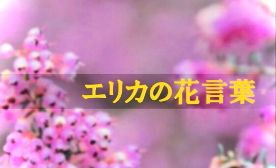 堀切政人 堀切政人 作 エリカの花言葉 カクヨムにて公開中 エリカの花言葉は 博愛 寂しさ そして 孤独 完結作です 友を想うこと 人を愛すること それは生きていると言うこと 是非 多くの方に読んで頂けると幸いです カクヨム