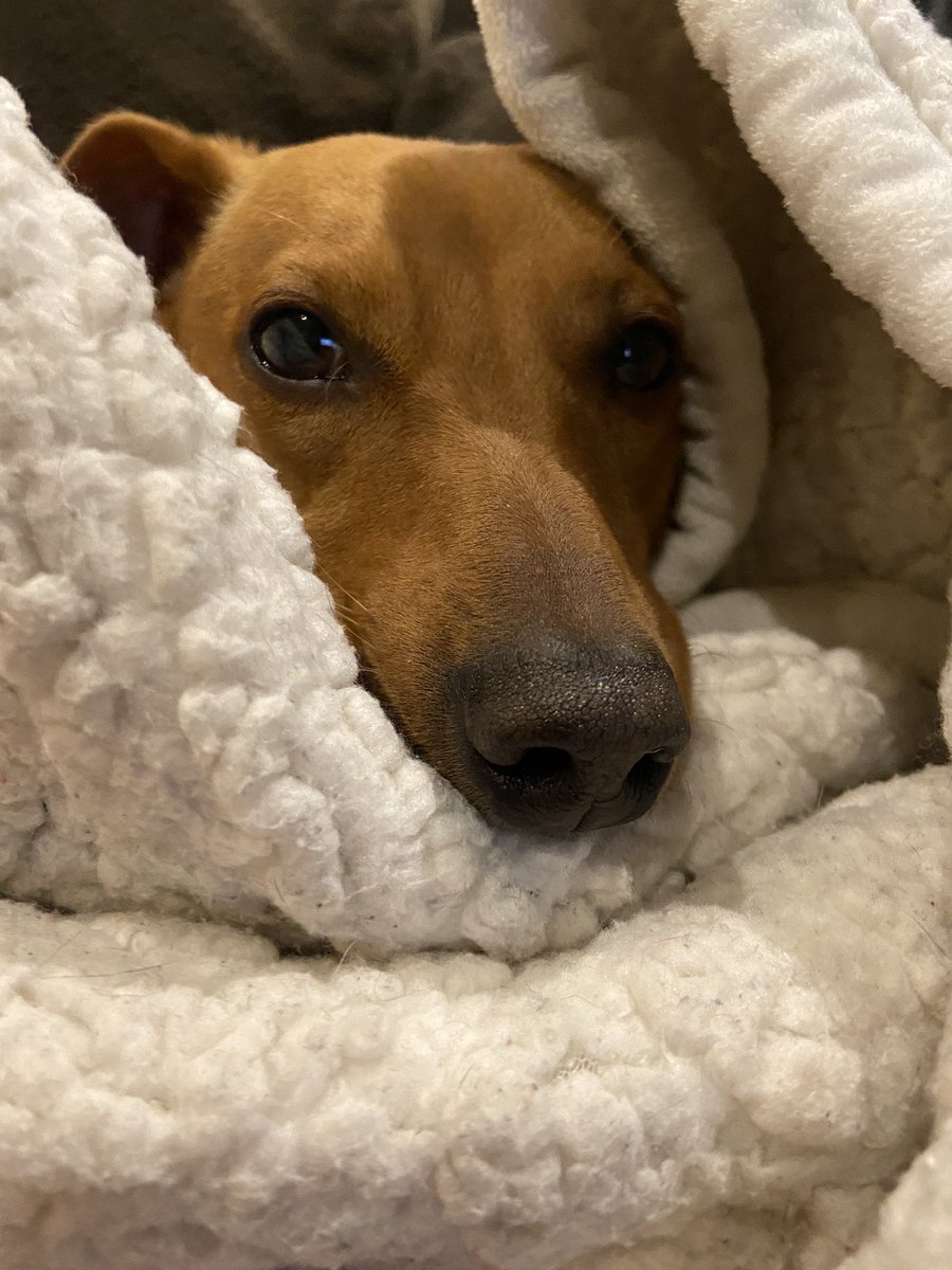 mrs_jib's tweet photo. Weez is living his best life. And I’m not gonna lie- a little jealous. #dachshund #weeniedog #doxie https://t.co/afVOkASRM2