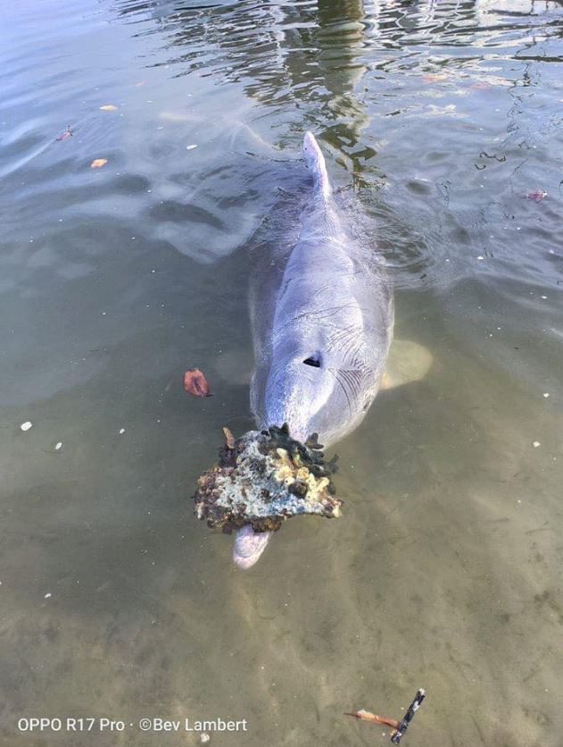 Queensland dolphins have been bringing gifts of coral to shore because they are missing interacting with visitors. Barnacles Cafe north of Brisbane has reopened and is encouraging locals to come and feed the lonely pod. 7NEWS.com.au #7NEWS