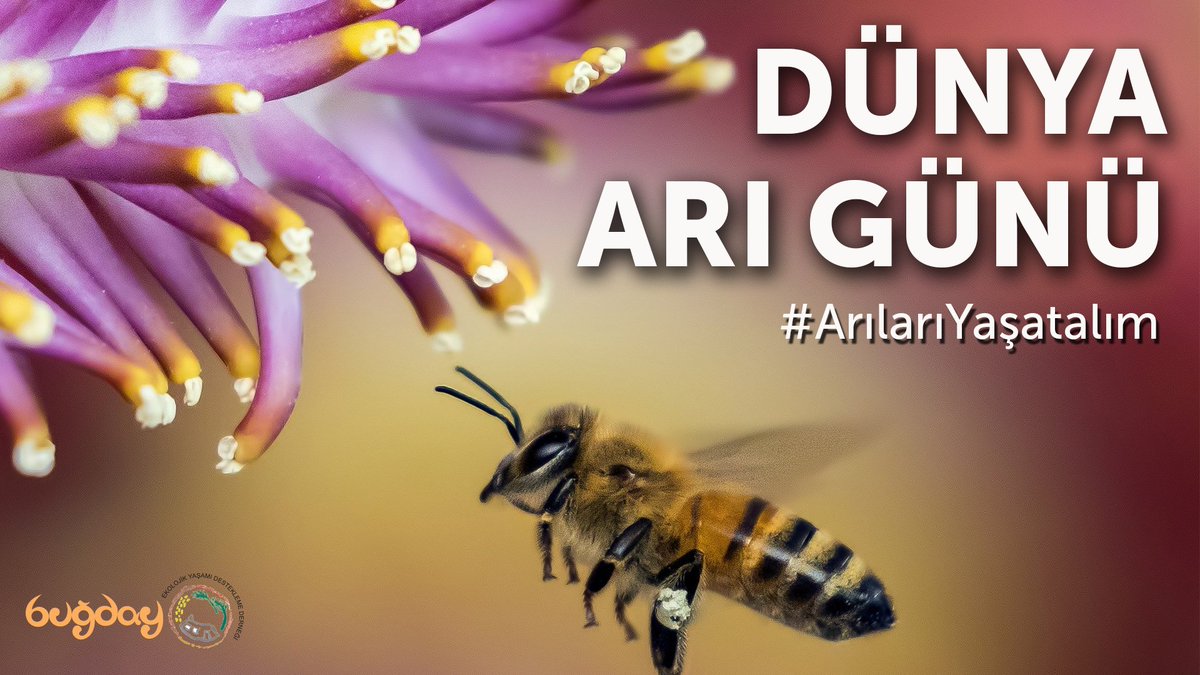 Gıdamızın en az üçte ikisi, arılar sayesinde soframıza geliyor.
Arı yoksa, yaşam da yok!
Bugün #DünyaArıGünü. 
Arılara destek olmak için harika bir gün. 
İmza vererek destek olun, arıları öldüren tarım zehirleri yasaklansın: Change.org/ZehirsizSofral…