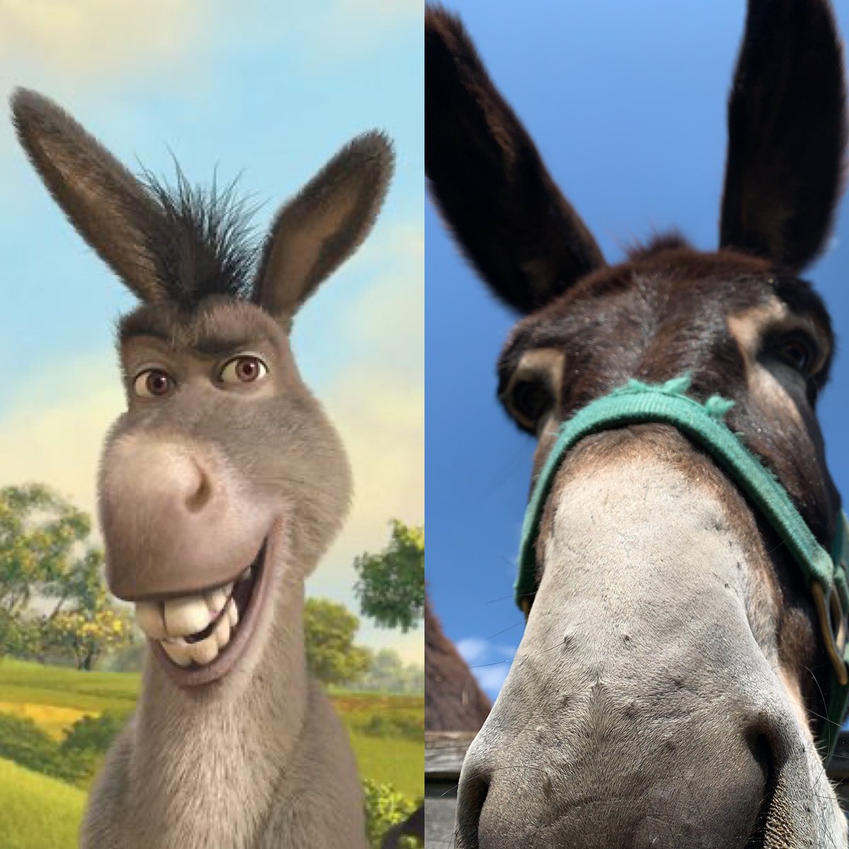 DonkeysofDHV's tweet photo. We don’t see it. https://t.co/zZOXx2WT7Y