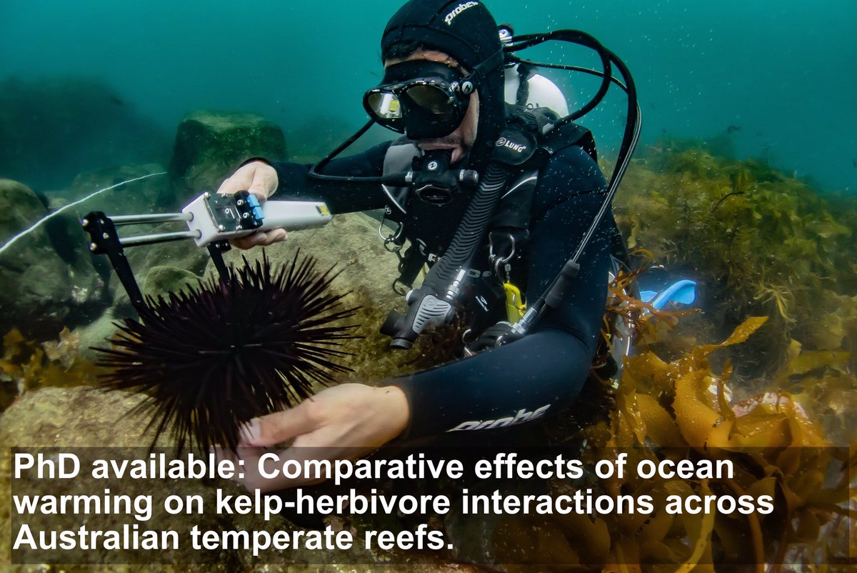 Fully funded PhD opportunity! @ScottDLing, @adriatix @CatrionaHurd and I are lookingfor outstanding student interested in #kelp forests #urchin #climate change #GreatSouthernReef to join us @IMASUTAS! Go to: bit.ly/2LLTRpi