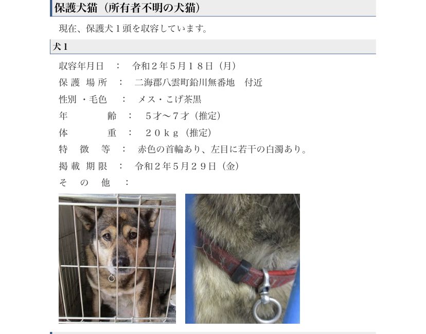 北海道 保健所 里親募集 A Twitter 八雲保健所さん 迷い犬 赤い首輪をつけた 優しい目をしたお姉さんワンコが迷子保護されています 左目に若干の白濁があるそう 拡散希望 北海道 保健所 八雲町 迷い犬 赤い首輪 T Co 4nbr5chvgc T
