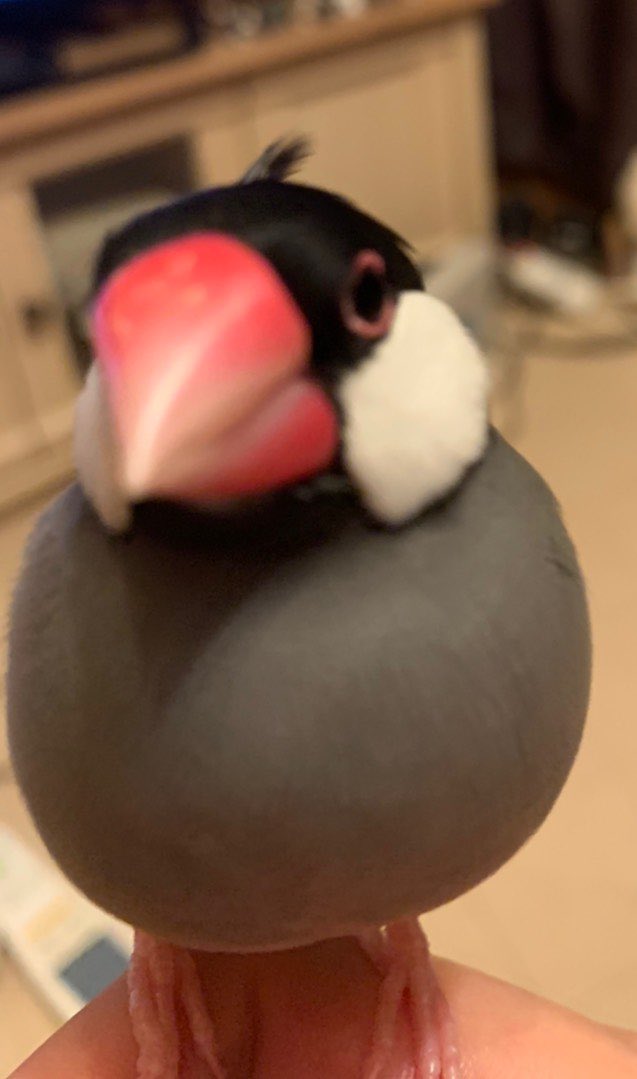 なでなでしたらアホ毛が…😂
可愛い❤️❤️❤️#文鳥