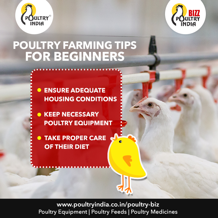 PoultryIndia15's tweet photo. Are you planning to start your own poultry farm?
.
Poultry Equipment - https://t.co/Y5R0Wq4Nox
.
#PoultryIndia #PoultryFarming #PoultryFarm #Ventilation #CoolerFans #PoultryFarmCooling #FarmTemperature #PoultryFarmingTip #PoultryFarmingSummerTip #SummerTip #SummerFarmingTip https://t.co/EY3waVeVoa