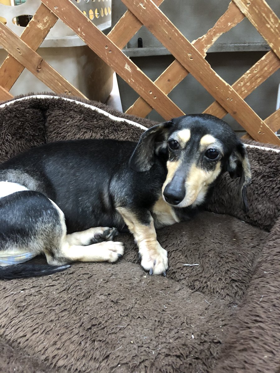 保護犬パーク長居店 屋内ドッグラン トリミングサロン ラブファイブ 保護犬カフェ系列 元気で活発で遊んだらよく寝る子犬の様な性格のダックスちゃん すぐにお腹を見せてゴロンしてくれる懐っこい子です バームン ミニチュアダックスフンド 4才 保護犬パーク長居店 屋内ドッグラン トリミングサロン ラブファイブ 保護犬カフェ系列 元気で活発で遊んだらよく寝る子犬の様な性格のダックスちゃん すぐにお腹を見せてゴロンしてくれる懐っこい子です バームン ミニチュアダックスフンド 4才