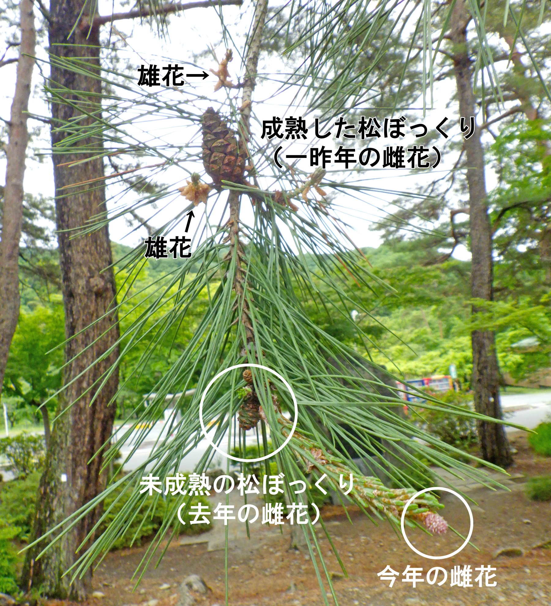 埼玉県立自然の博物館 V Twitter 花粉を飛ばし終えたアカマツの雄花がたくさん落ちていました 雌花は目立ちませんが 松ぼっくり を目印に探すことができます まず 松ぼっくりのつけ根から伸びた枝の途中に未成熟の松ぼっくりを見つけます さらに枝先を探すと