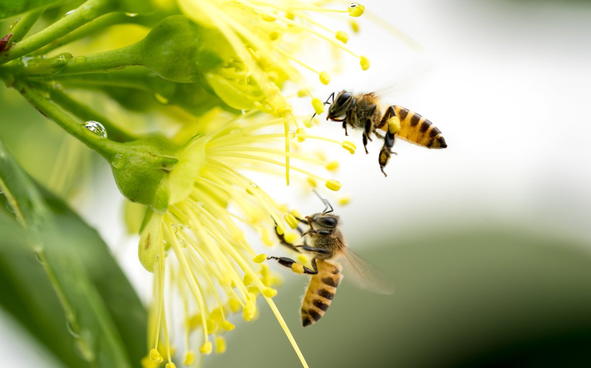 AGRA_Africa's tweet photo. For 1 in every 3 #food #crops, we eat rely on #bees for pollination. @AGRAAlliance we recognize that to achieve a resilient &amp; sustainable #ag transformation in #Africa, we must #SaveTheBee. 

Today we join the world to celebrate #bees #BeePresent #BeeEngaged #WorldBeeDay https://t.co/rcEKIwioSK