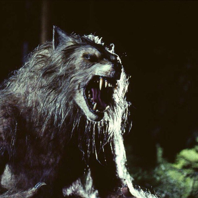 StephanHoda's tweet photo. @HorrorSpinsters Just recently rewatched Bad Moon and that wolf was pretty impressive! https://t.co/FrDaUmiGS5