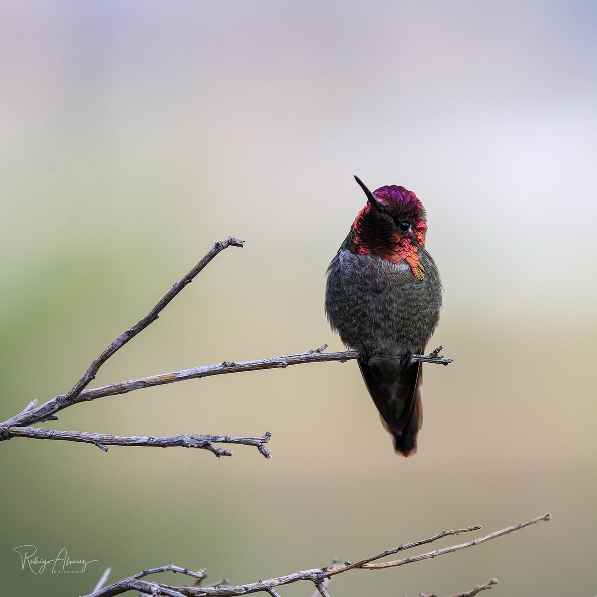 MariaUrzua12's tweet photo. @jsolerescritor  mira el colibri. Una vez mas me lo encontre en mi caminata mientras te escuchaba. Esta foto la tomo mi esposo @bigfootrod Rodrigo. https://t.co/bgrD3JrOIO