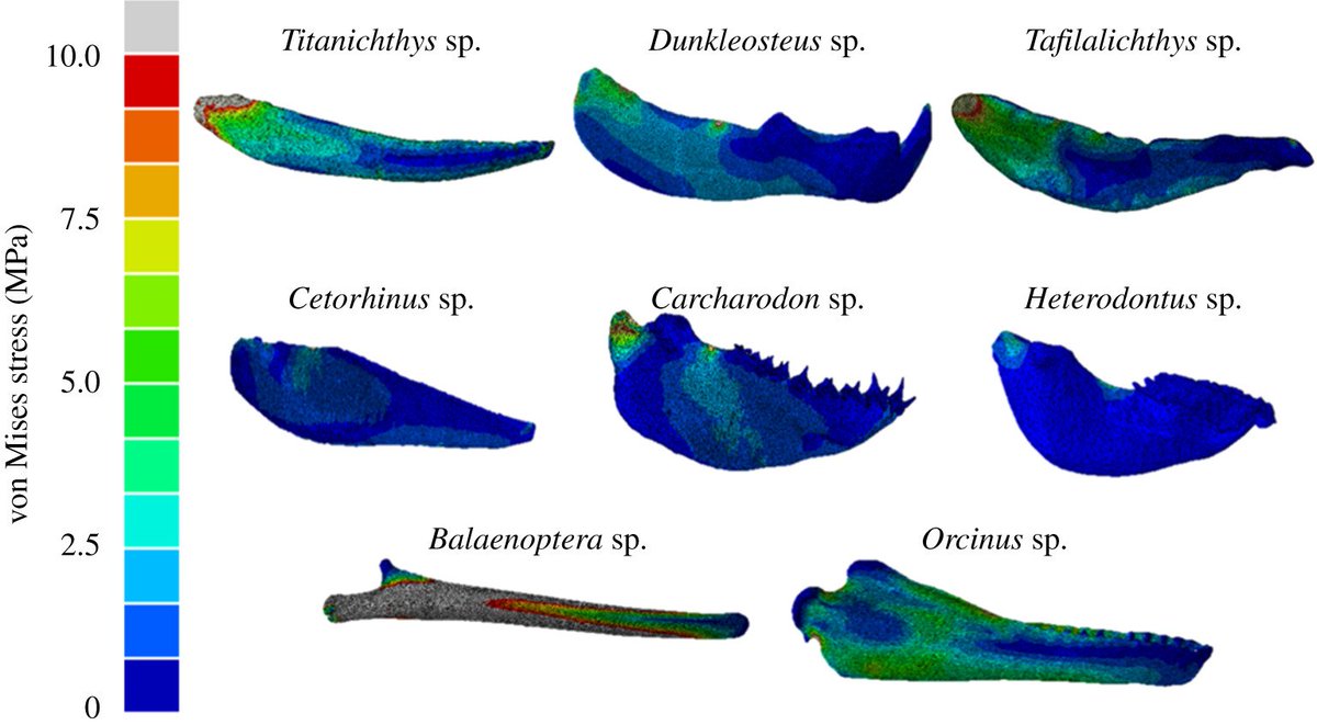 friel's tweet photo. Scientists from the University of Bristol and the University of Zurich have shown that #Titanichthys, a giant armored fish that lived in the seas during the Late Devonian period 380 MYA fed in a similar manner to modern-day Basking Sharks. #FishSci
🔬:https://t.co/VNrERnkxDC https://t.co/Rk0IvVbNRl