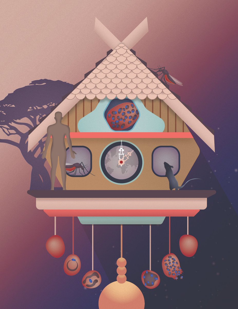 Thrilled to share this story! It’s been very exciting to explore whether #malaria parasite has a clock with <a href="/CircadianClocks/">Joseph Takahashi</a> <a href="/VickyAcostaR/">Victoria Acosta-Rodríguez PhD</a> @TheJohnAbel <a href="/MariaMMota2/">Maria M. Mota</a> et al. 
Guess what? It does 🤓
 
science.sciencemag.org/content/368/64…

<a href="/UTSWNews/">UTSW Media Relations</a> @HHMINEWS <a href="/UTSWBrain/">UT Southwestern O'Donnell Brain Institute</a>

Curious? Details 👇