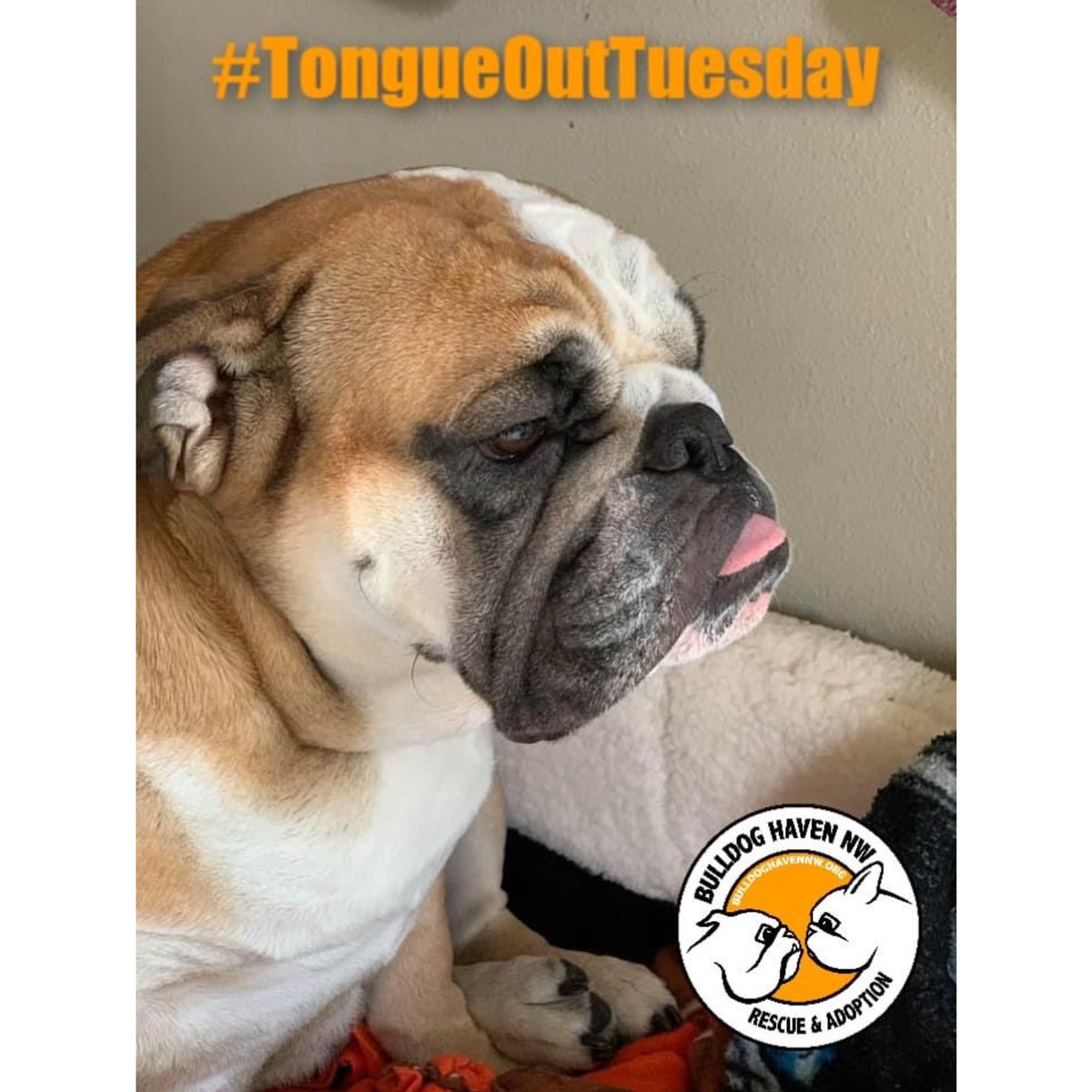 BulldogHavenNW's tweet photo. #Happy #TongueOutTuesday from #Rosalina!

#Thiscutie recently had a her #spay surgery after finally losing enough weight for the anesthesia to be safe.  Look for more updates about her soon!

https://t.co/gIVYMUULhQ

#bulldoghavennw #englishbulldog 
#dontshopadopt https://t.co/c4Bvbgimtv