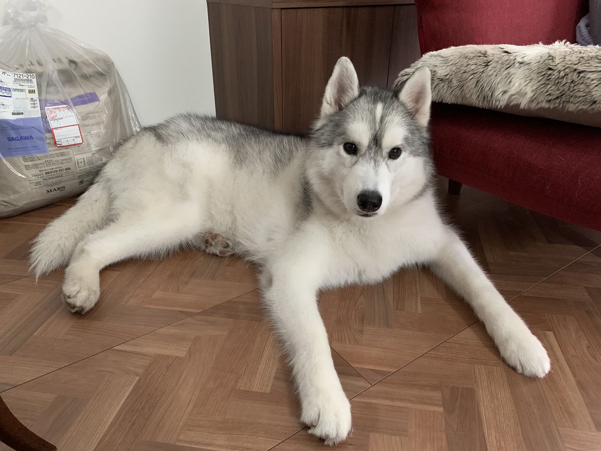 アポロ シベリアンハスキー Apollothehusky Twitter