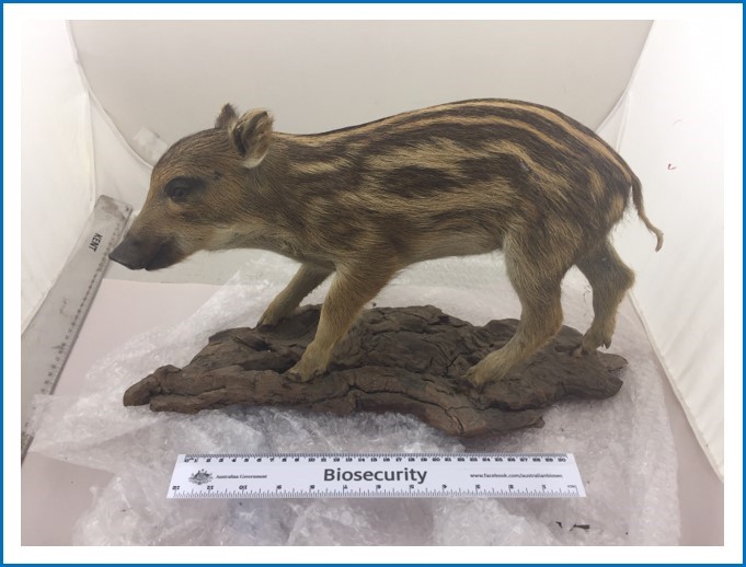 DAFFgov's tweet image. Unusual finds are nothing rare for our #biosecurity officers, but this one was a porker! Read more in the latest edition of #BiosecurityMatters at bit.ly/3bohnTV | #imports