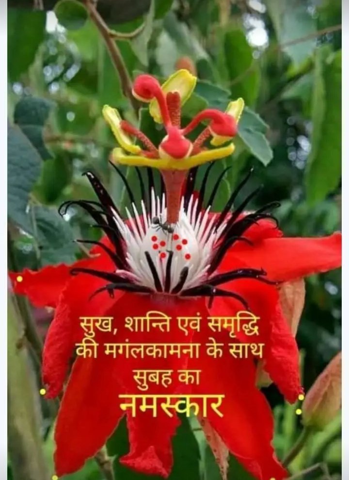 SushmaDwive_59's tweet photo. Good morning all swt sis🌹🌹
@Anjali72961777 @cute_thakurain
@sagarika_India
@MamtaSinghRajp9 @maheshvarig11 @chokidarsandhya @SarojSh27780370 @2422qazplm579 @cute_thakurain @itsSweta77 @KeshariPunam   @Real_Jyoti1 @InduGiri7 @Kumarigoldi2 @anju_ladli @sarita19ch @RashmiD11470752 https://t.co/1e10lcggZa