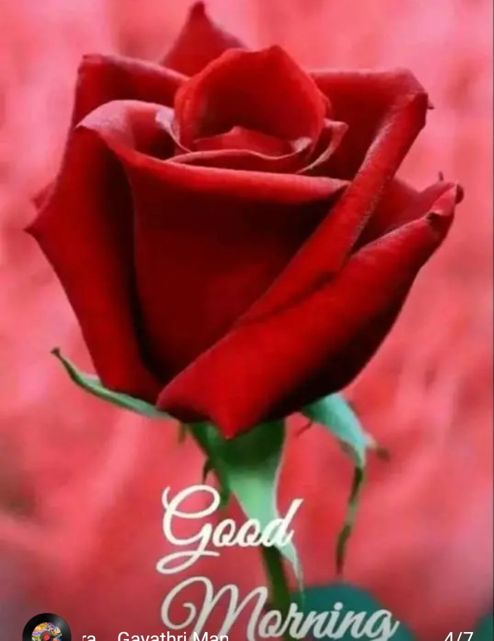SushmaDwive_59's tweet photo. Good morning all swt sis🌹🌹
@Anjali72961777 @cute_thakurain
@sagarika_India
@MamtaSinghRajp9 @maheshvarig11 @chokidarsandhya @SarojSh27780370 @2422qazplm579 @cute_thakurain @itsSweta77 @KeshariPunam   @Real_Jyoti1 @InduGiri7 @Kumarigoldi2 @anju_ladli @sarita19ch @RashmiD11470752 https://t.co/1e10lcggZa