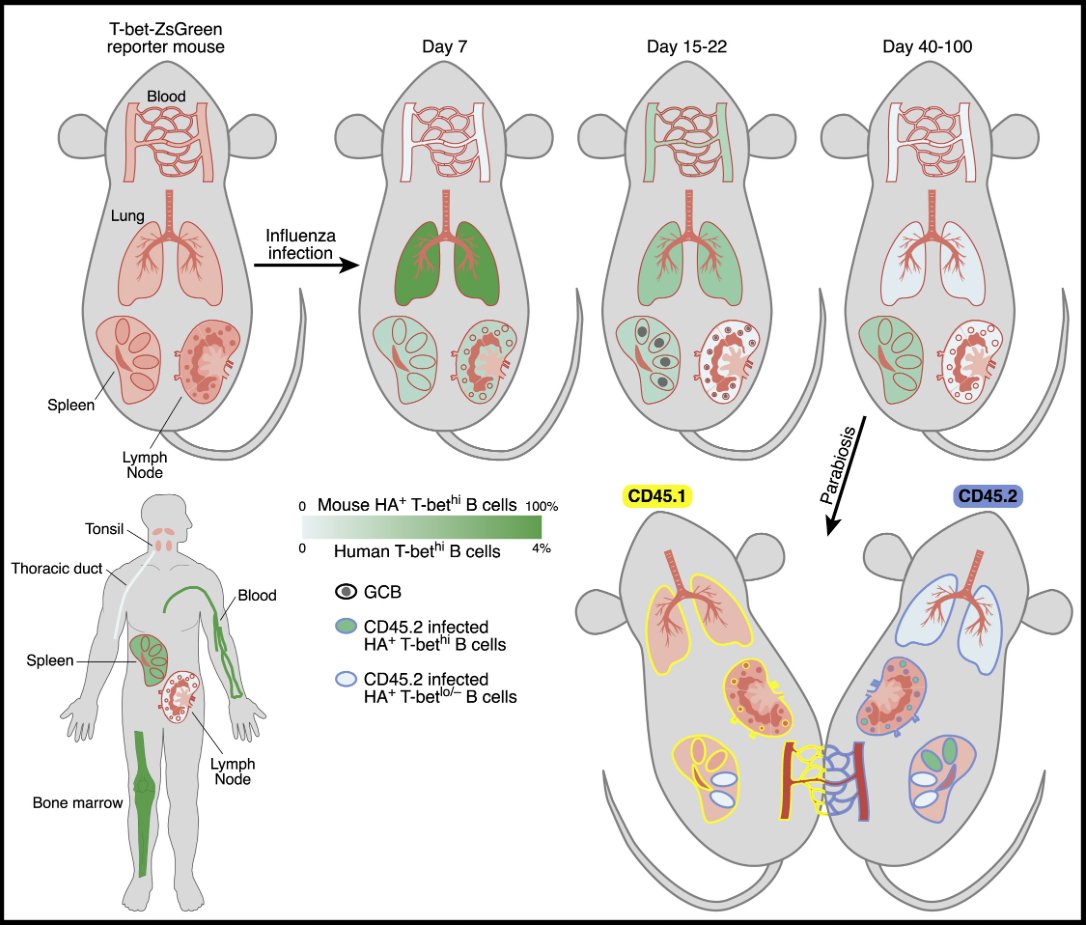 mmw_lmw's tweet photo. T-bet+ #Memory_B_Cells | Preview by Susan Moir @NIAIDnews https://t.co/FQN4SwzslC @ImmunityCP of https://t.co/8hMPeXP1BY https://t.co/YYvKhVTj70