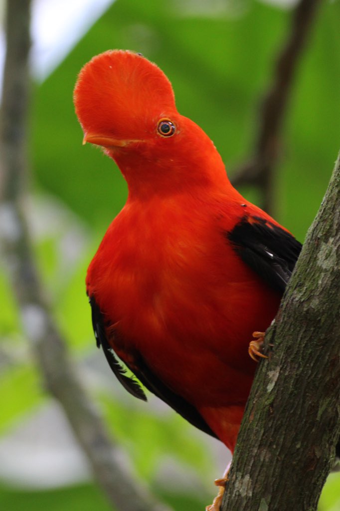 oswaldoaves's tweet photo. Un gallito... no de pelea! Un gallito de las rocas, vestido con el color de la pasión y dispuesto a bailar para conquistar el corazón 💓 de alguna compañera para compartir el resto de su vida 🥰🥰🥰😋

https://t.co/bZOqQSjrA4 https://t.co/yf4nTRjePU