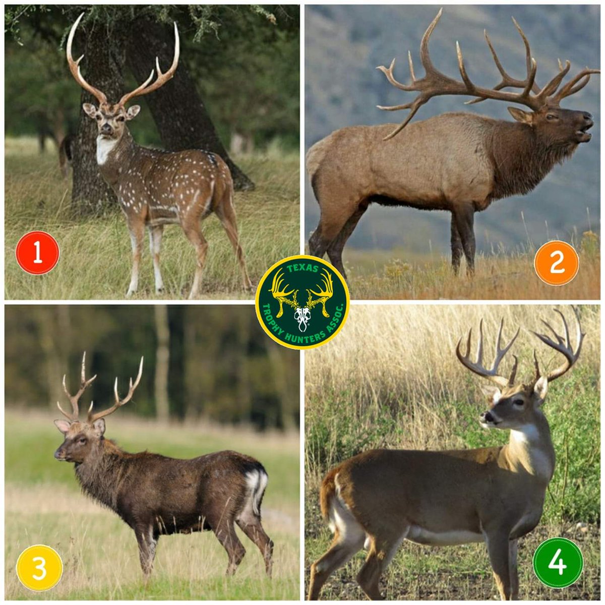 txtrophyhunters's tweet photo. Tuesday Twitter Poll... What's your favorite venison? #venison #hunting #wearettha #trophyexperience https://t.co/fiZ7QjonDd