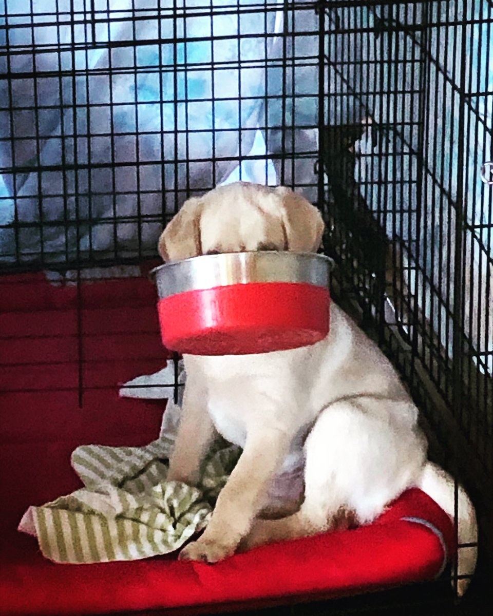 _LADubz's tweet photo. Me: “Uhhh Finnegan?”
Finnegan: “Yesh? Whosh there?”
♥️🦮♥️
#DogsOfTwitter #PuppyTraining #PuppyLove #LabradorRetriever #ServiceDogProspect https://t.co/GRu2IFS6RT
