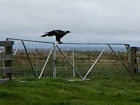 Assistant gate opener “Vaucluse” Tas