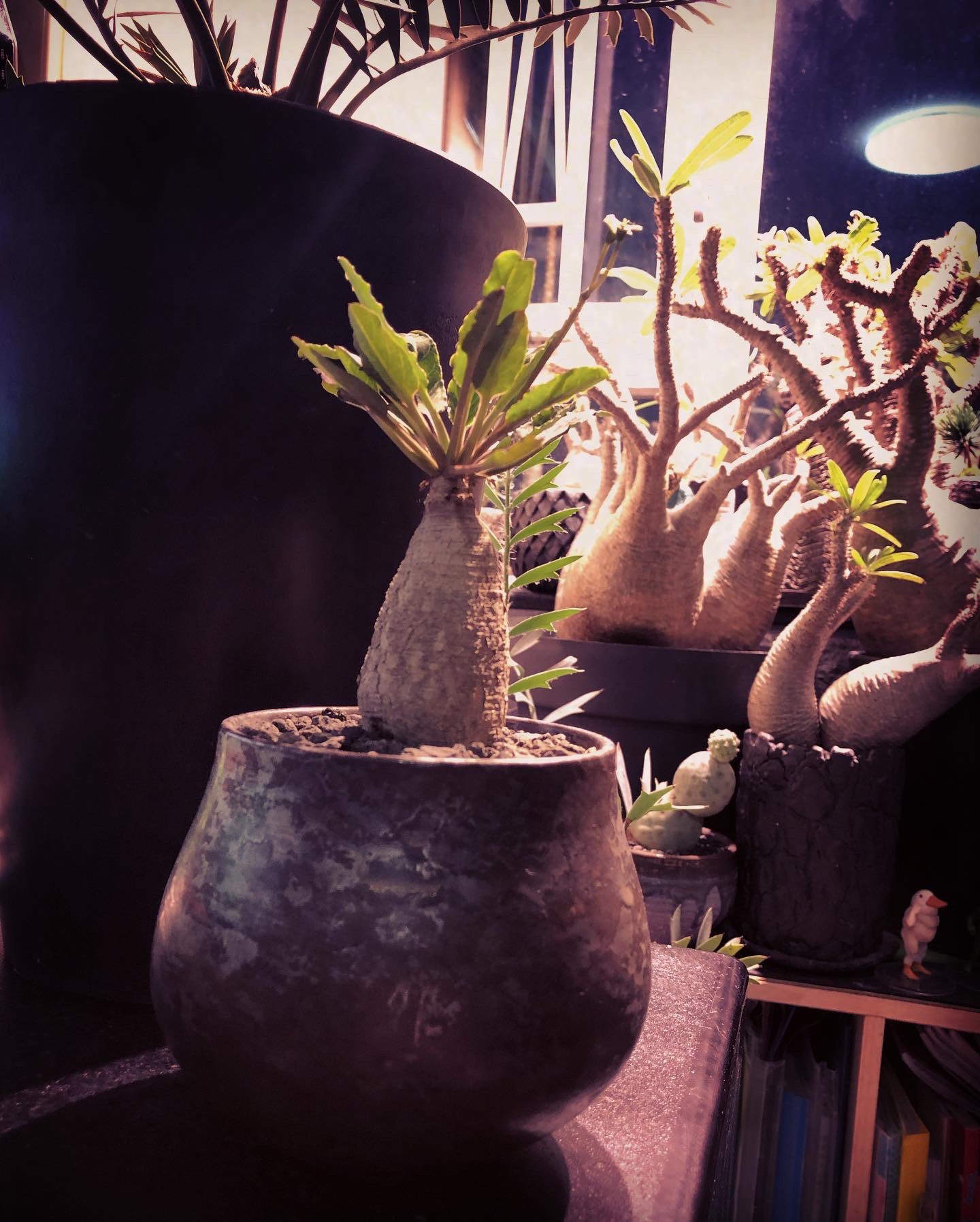 つけ麺 　50粒 Euphorbia schoenlandii Nham - Nham added a new photo.