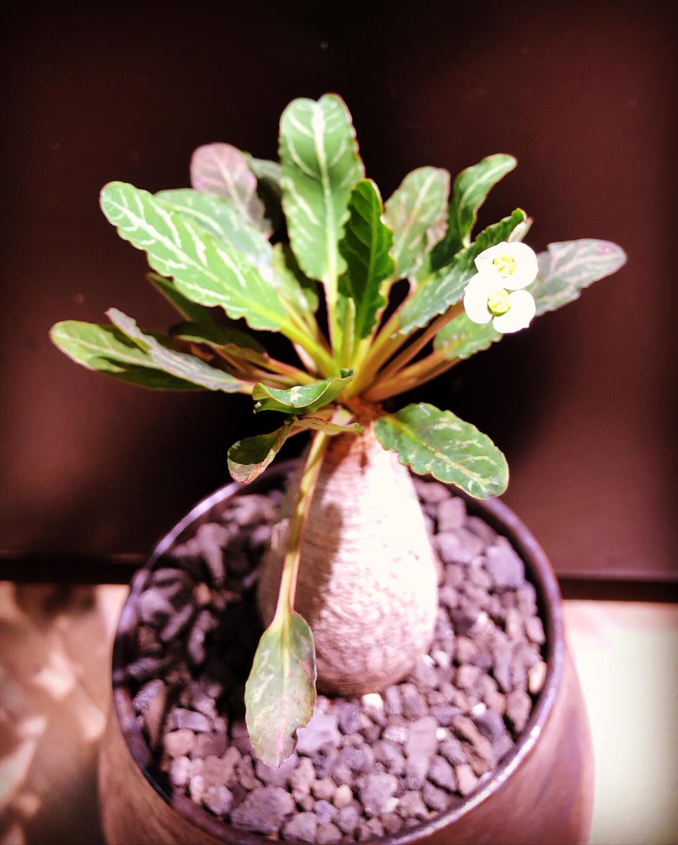 ❤️🌱 魚骨大戟Euphorbia sp white striated levaves Shu Hirai