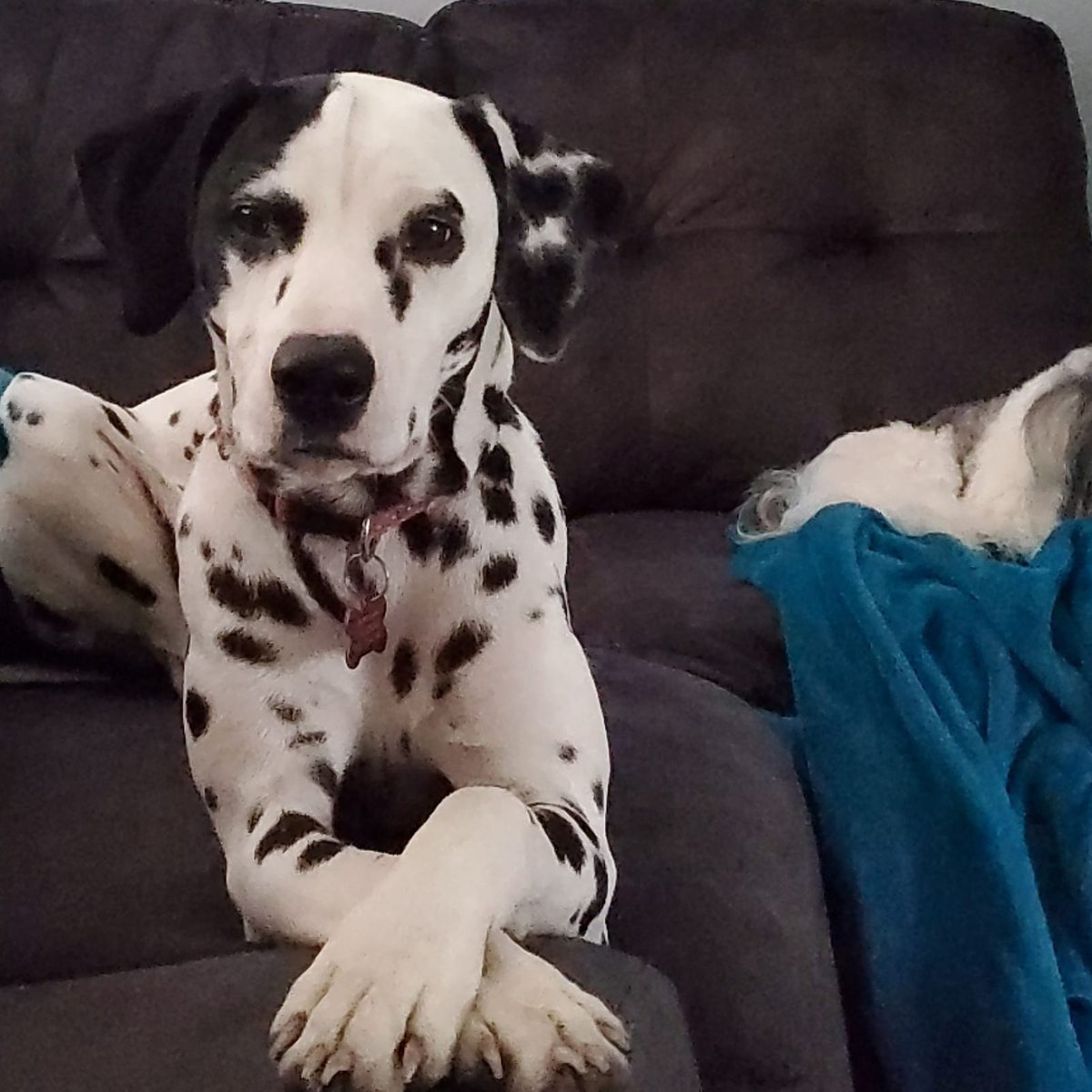 LisaMarie2515's tweet photo. My baby girl is growing up too fast on me. She is so smart and sweet,  we just love her. She will seriously come sit next to me and side hug me.  
So happy to be a dalmatian mommy.😍
Ur welcome to follow us at Dallas dalmatians . https://t.co/D5m2oCNPEV