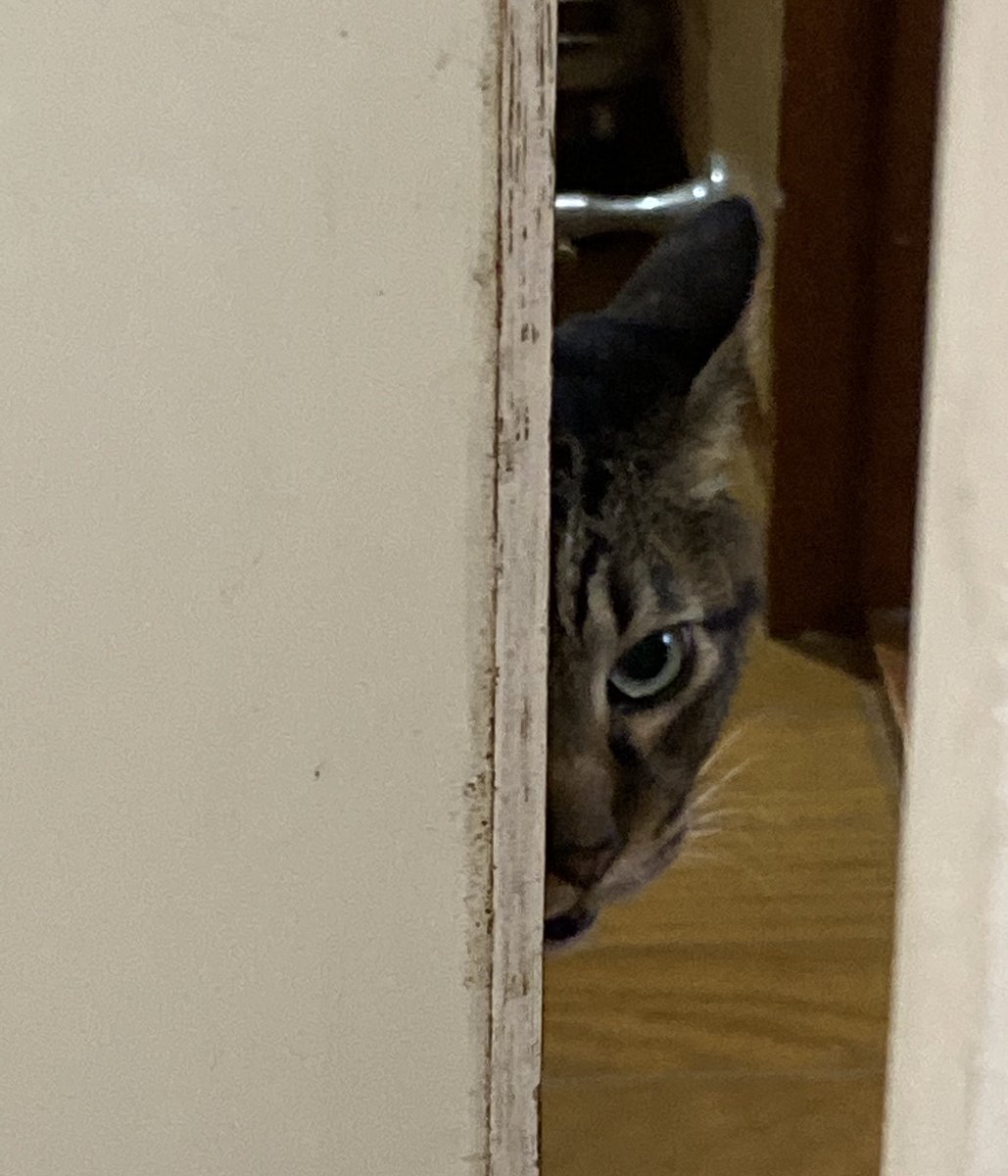 太ってる猫