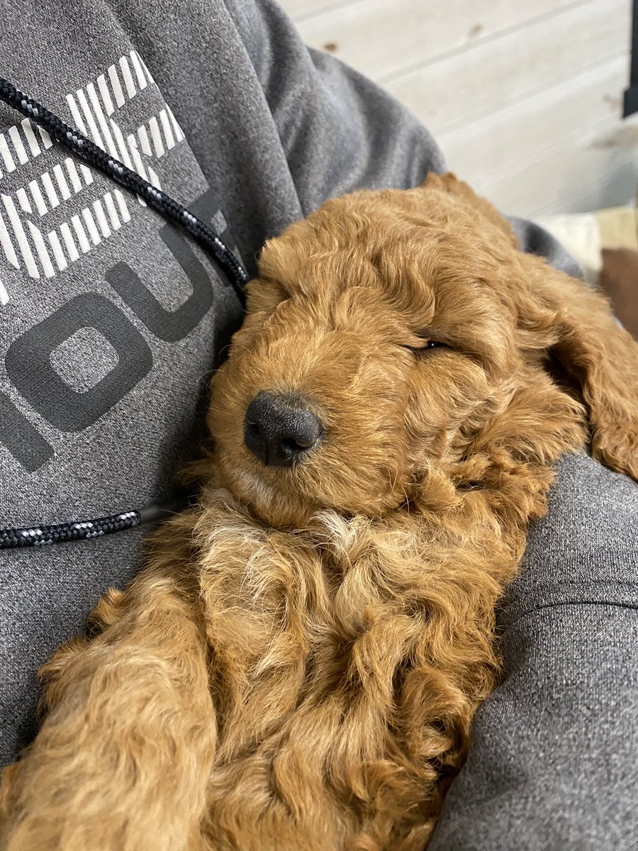 k3nnzzzz's tweet photo. Our little family is growing by 4 paws 🐶❤️ https://t.co/WT80BBDZjT