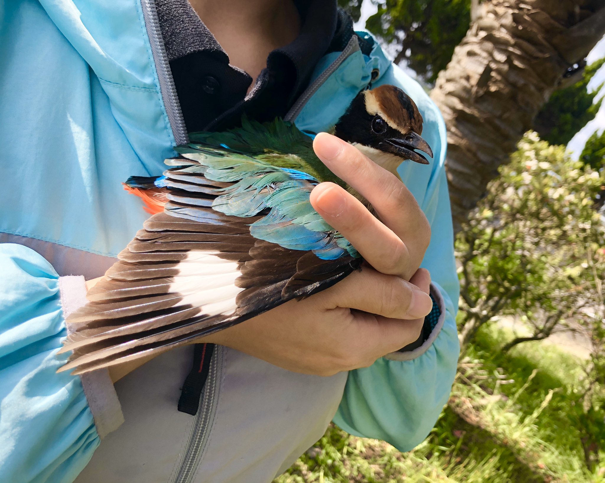 تويتر 宇久島地域おこし協力隊 على تويتر 今朝獣医さんと偶然行き合って 珍しい鳥だそうですよ と写真を撮らせてくれました 宇久の海のようなきれいな羽 なんていう鳥なんでしょう 長崎 佐世保 五島列島 宇久島 地域おこし協力隊 離島 島暮らし 鳥