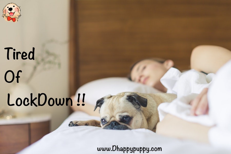 dhappypuppy's tweet photo. Tired Of Lockdown...😥😥😑🐶 #Dhappypuppy https://t.co/X6MGKlim2j