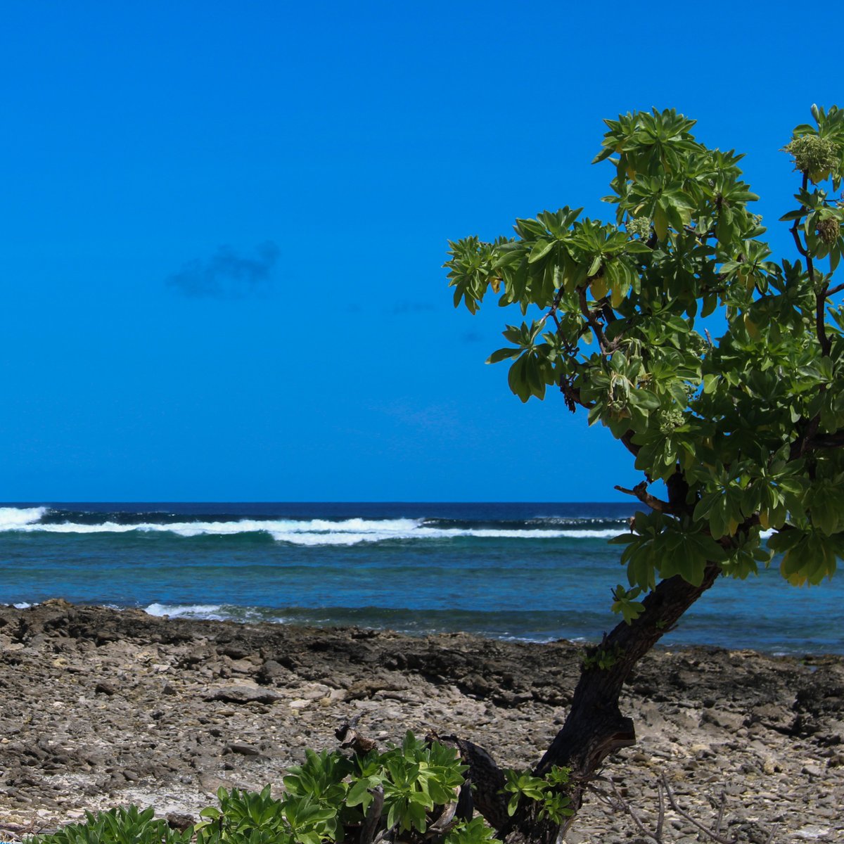 VSAvolunteer's tweet photo. Despite working remotely from Aotearoa due to COVID-19, Dr Helen Marieskind is working on four projects for Kiribati’s Ministry of Education. Read about her work here https://t.co/kxi2z9dHML Subscribe to VSA news https://t.co/2IfUVdlLqt
#covid19 #evolunteer #kiribati #education https://t.co/L9phFhJaJw