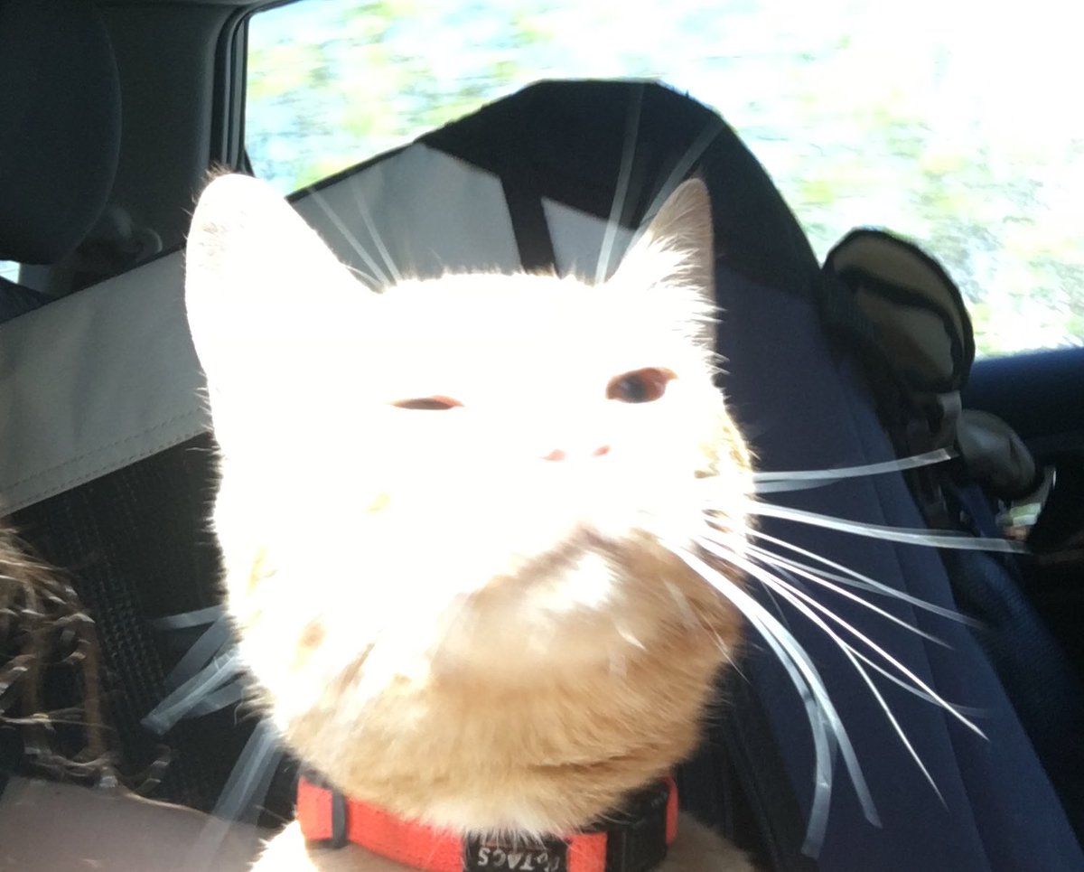 elton the cat tweet media
