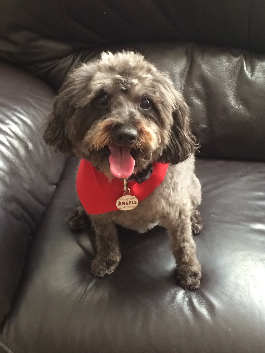 bklyngirl_RSM's tweet photo. @Angels @NationwidePet This is Molina named after @BengieMolina1 and @joeycatch8. Couldnβt call her Jose or Bengie so called her Molina. #AngelsPets https://t.co/HnwQFZX5z2