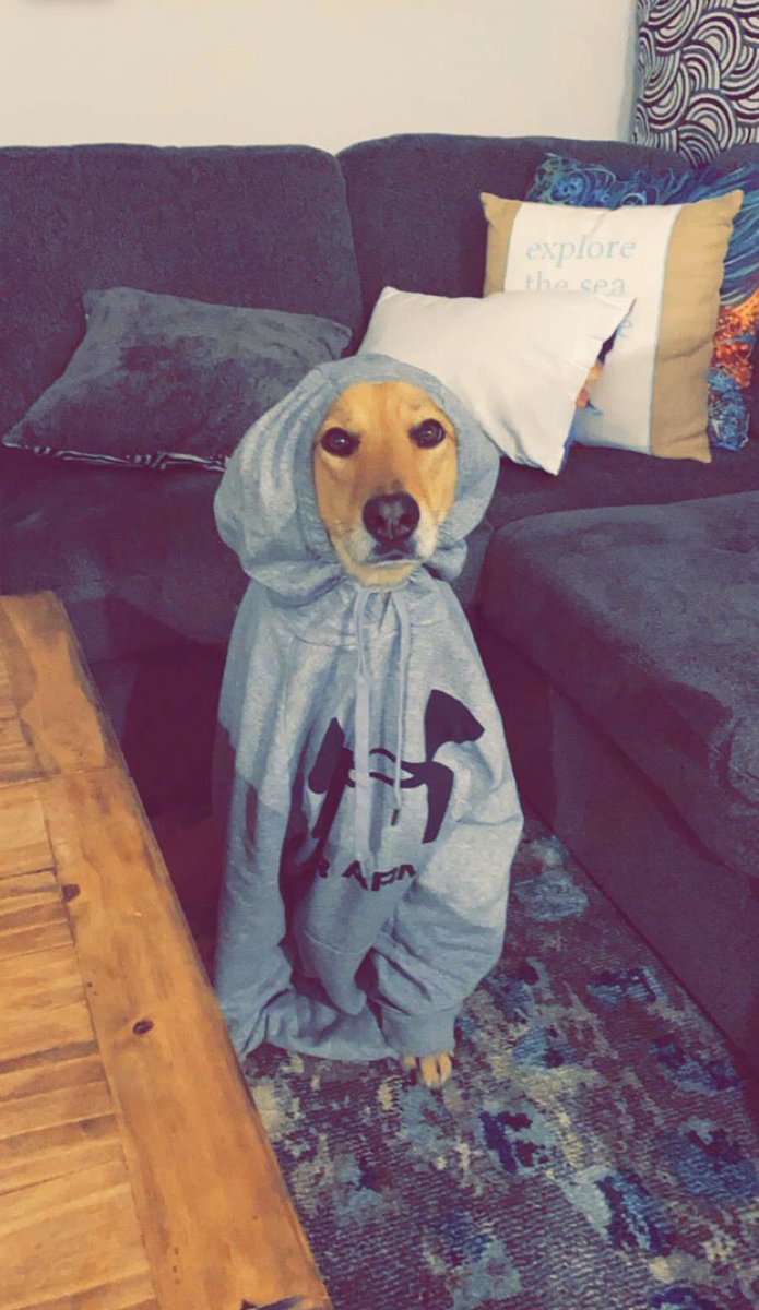 CassidyFinlay's tweet photo. @UnderArmour Nora wants to be sponsored by you guys 🤣 https://t.co/ztygIcHnYO