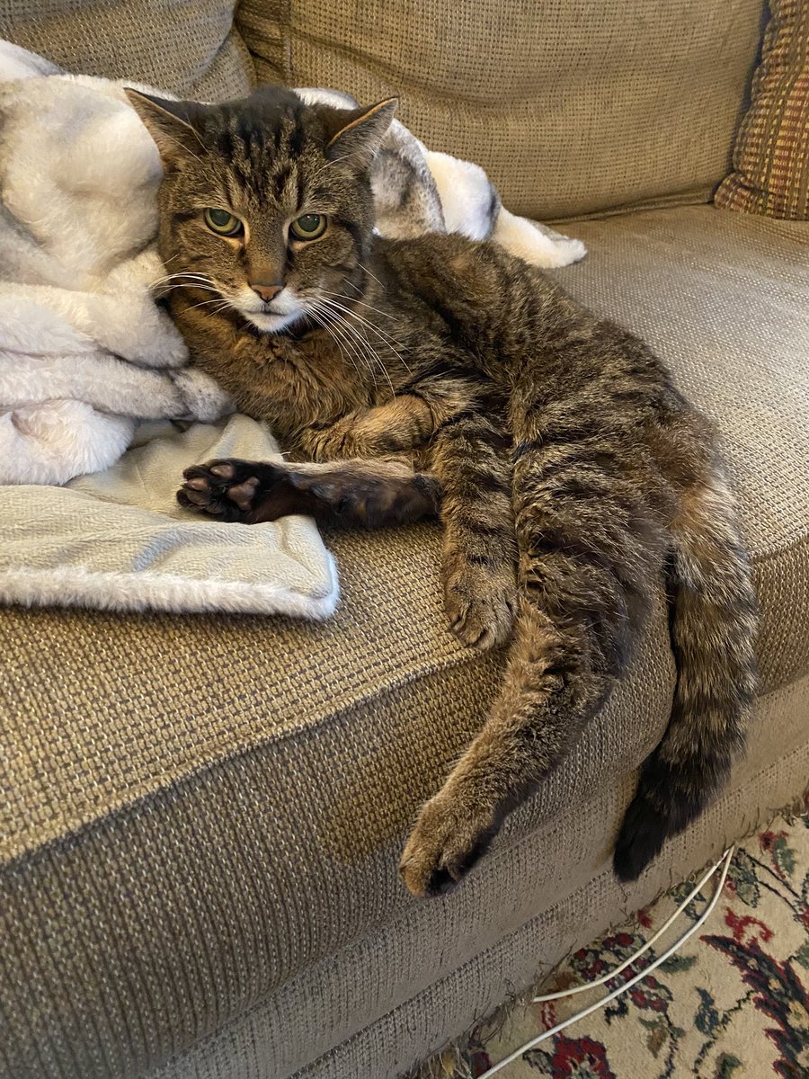 Ezra the Tabby tweet media