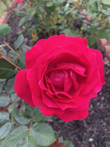 mkeithsmith's tweet image. 