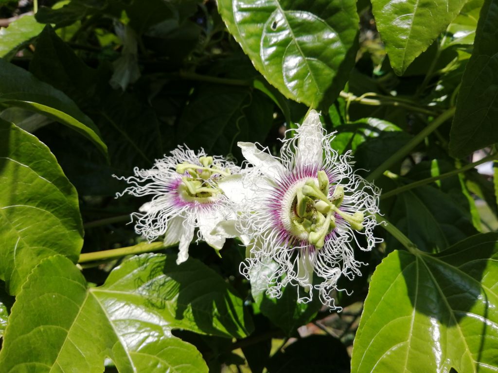 時計草の花