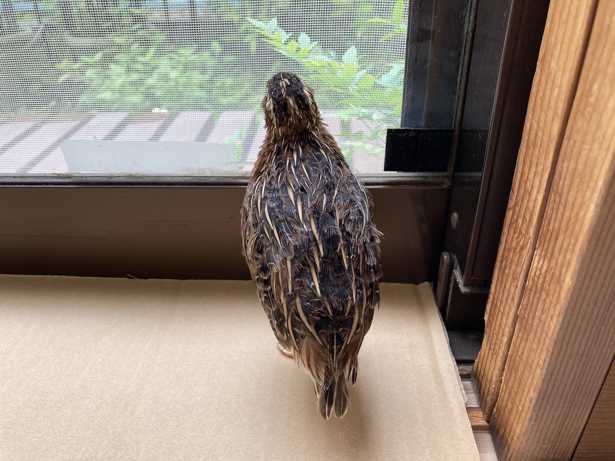 Uzurabu しっぽ W うずら かわいい ウズラ