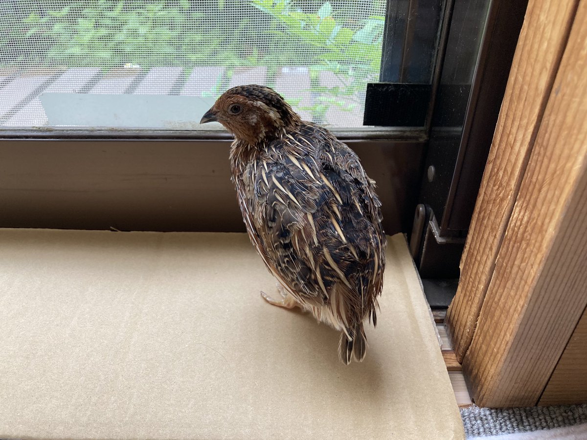 Uzurabu しっぽ W うずら かわいい ウズラ Uzurabu しっぽ W うずら かわいい ウズラ