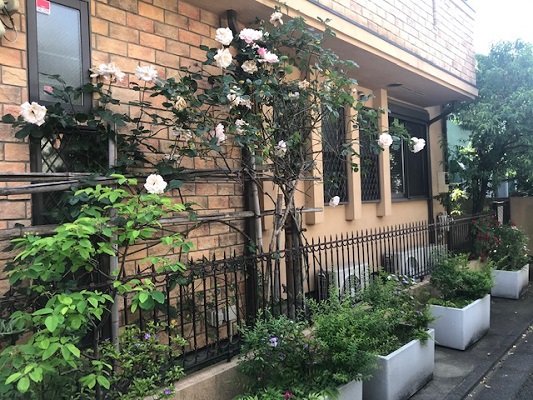 Oh 庭ya おにわや Twitter પર ライラックなど植栽 合成竹支柱設置 こんにちは 東京支店の細川です バラの支柱 が朽ちてしまい また鉢内の樹木は統一感がなく 長年放置されているとのことで 今一度綺麗に入替えたい とのご相談 T Co Nv1axd2brf