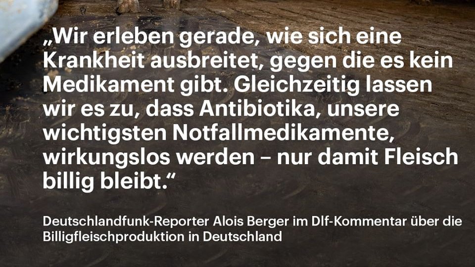 VFF_eu's tweet photo. "Ohne #Antibiotika würde kein #Schwein und kein Masthuhn das Schlachtalter erreichen. 
Selbst mit Medikamenten verendet in Deutschland jedes fünfte Schwein noch im Stall. 
Und von denen, die es bis zum Schlachthof schaffen, ist ein großer Teil krank." 🙄

https://t.co/WBEstx0jGM https://t.co/l4sTcytsHj