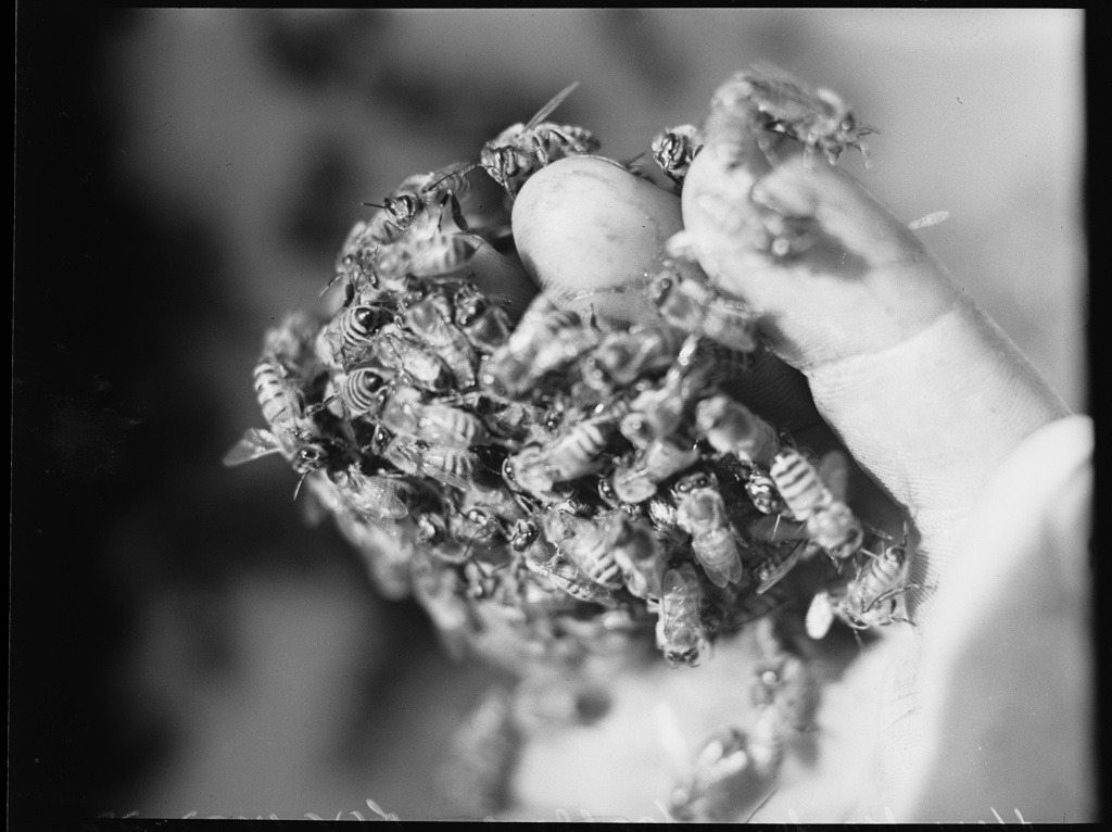 statelibrarynsw's tweet photo. Bees, bees, wonderful bees! 🐝 These #beekeeping photos were taken at the Hawkesbury Agricultural College in 1939 by #PixMagazine photographer R. Wolfe. #WorldBeeDay
View the full album: https://t.co/Gb3C9NYiEO https://t.co/VHsX1GejZE