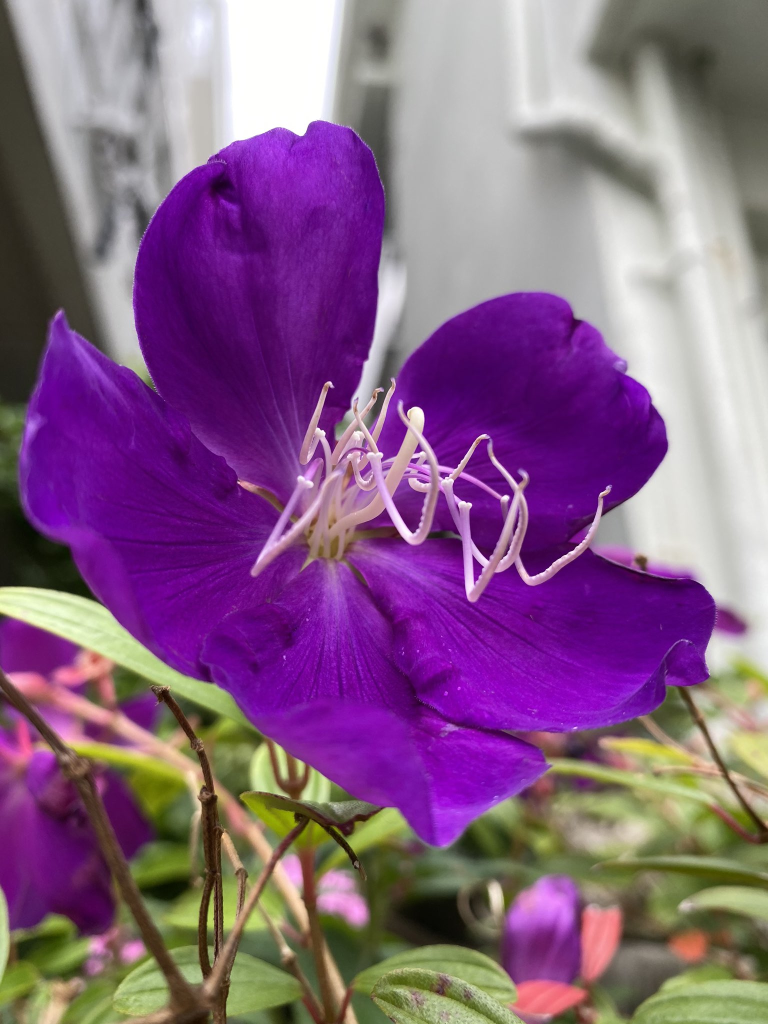 魔法使いサリー ノボタン 野牡丹 おしべがむじゅむじゅしててもやしの髭のようで面白いなぁと思って検索 クモの足のように見えるところから 別名 スパイダーフラワーとも 花言葉 ひたむきな愛情etc 野牡丹 ｽﾊﾟｲﾀﾞｰﾌﾗﾜｰ 花好き T Co